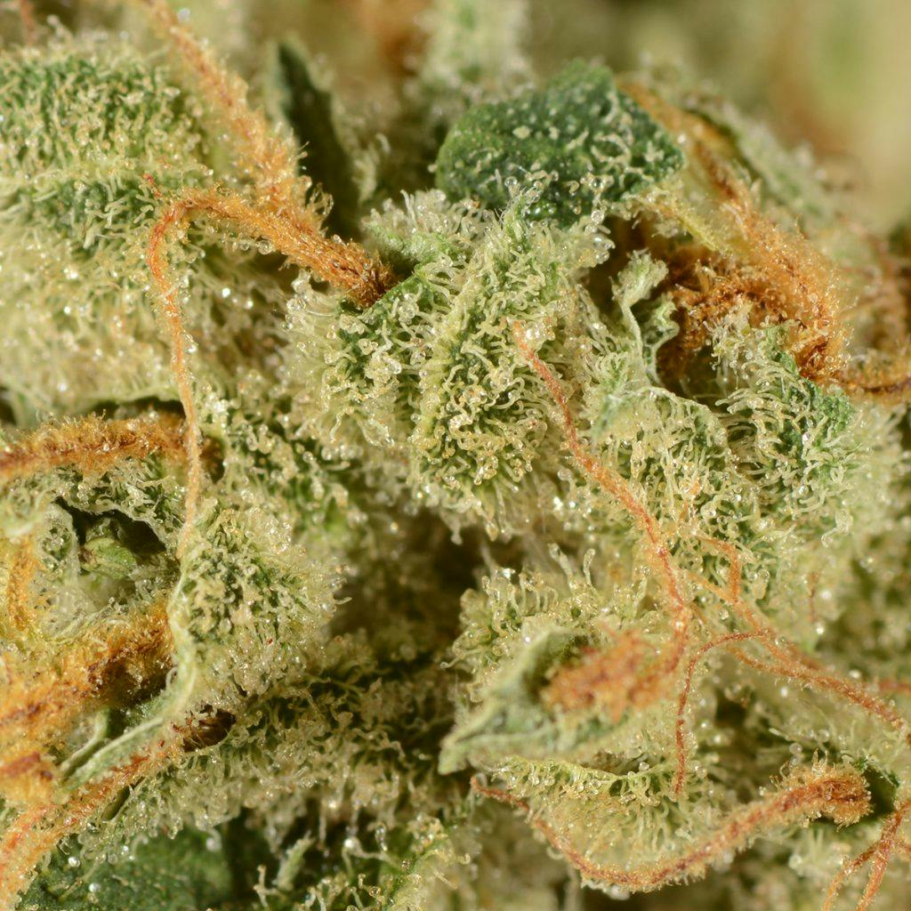 4/20 Weed Deals in Illinois & Michigan: Maribis of Chicago - Chicago